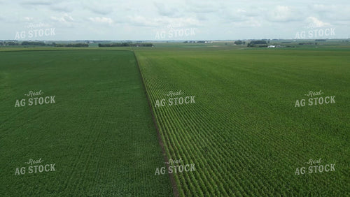 Aerial of Midseason Corn Field 268022