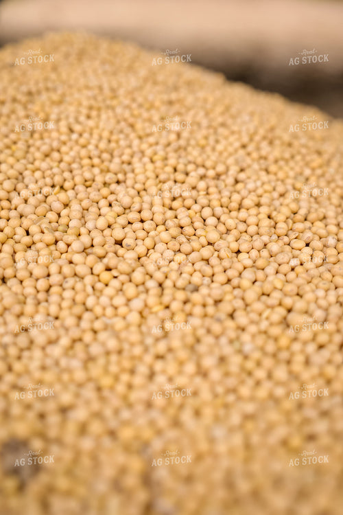 Pile of Harvested Soybeans 52567