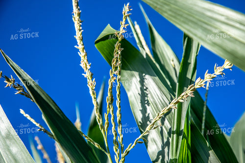 Corn Tassel 250133
