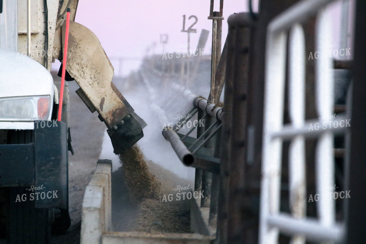 Feeding Cattle 82375