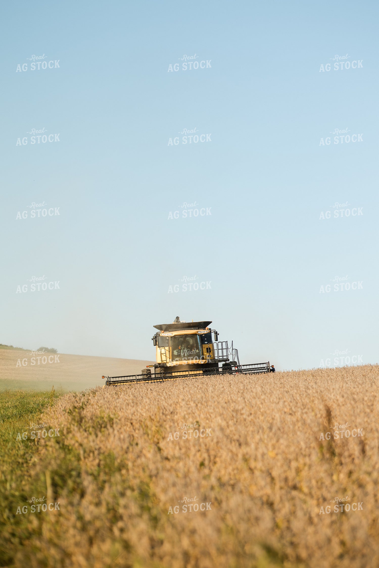 Soybean Harvest 215078
