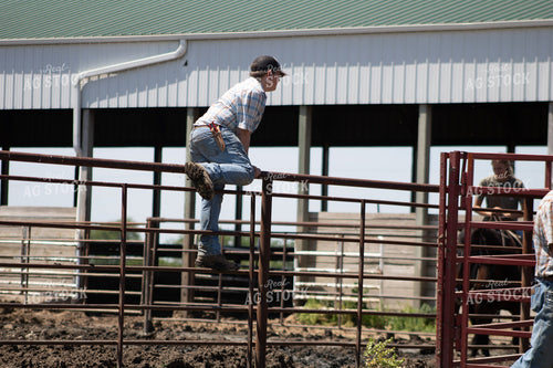 Cattle Producers Setting Up Corral 214284