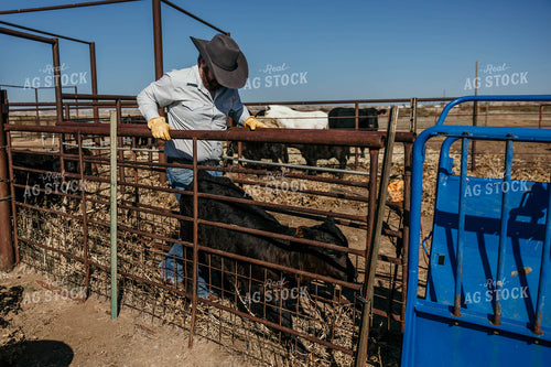 Tagging Calves 98077