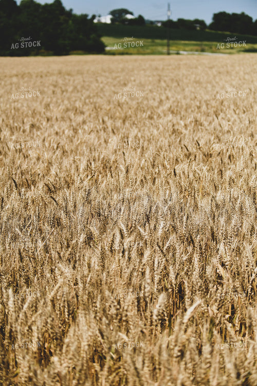 Dried Wheat Field 86015