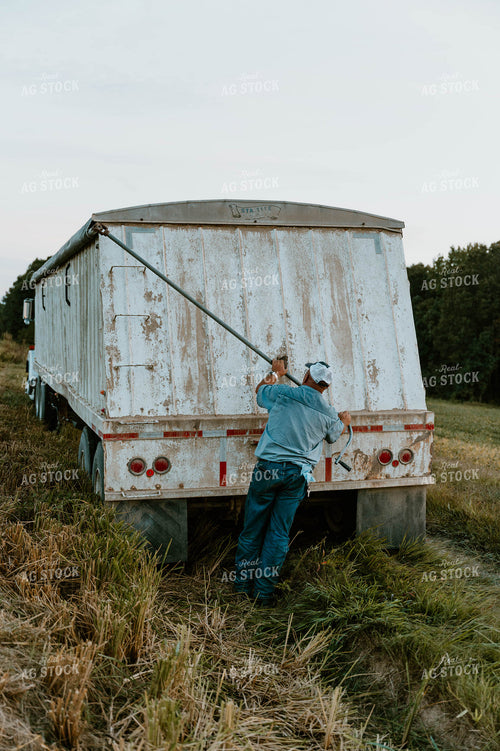 Transporting Rice 125204