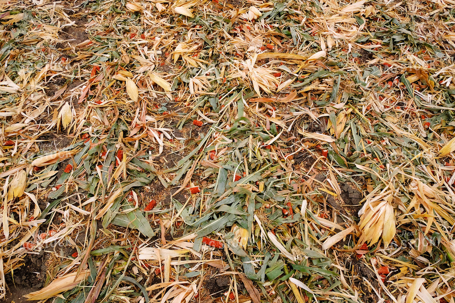 Corn Residue 154047