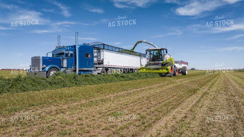 Forage Harvester Chopping Hay 56484