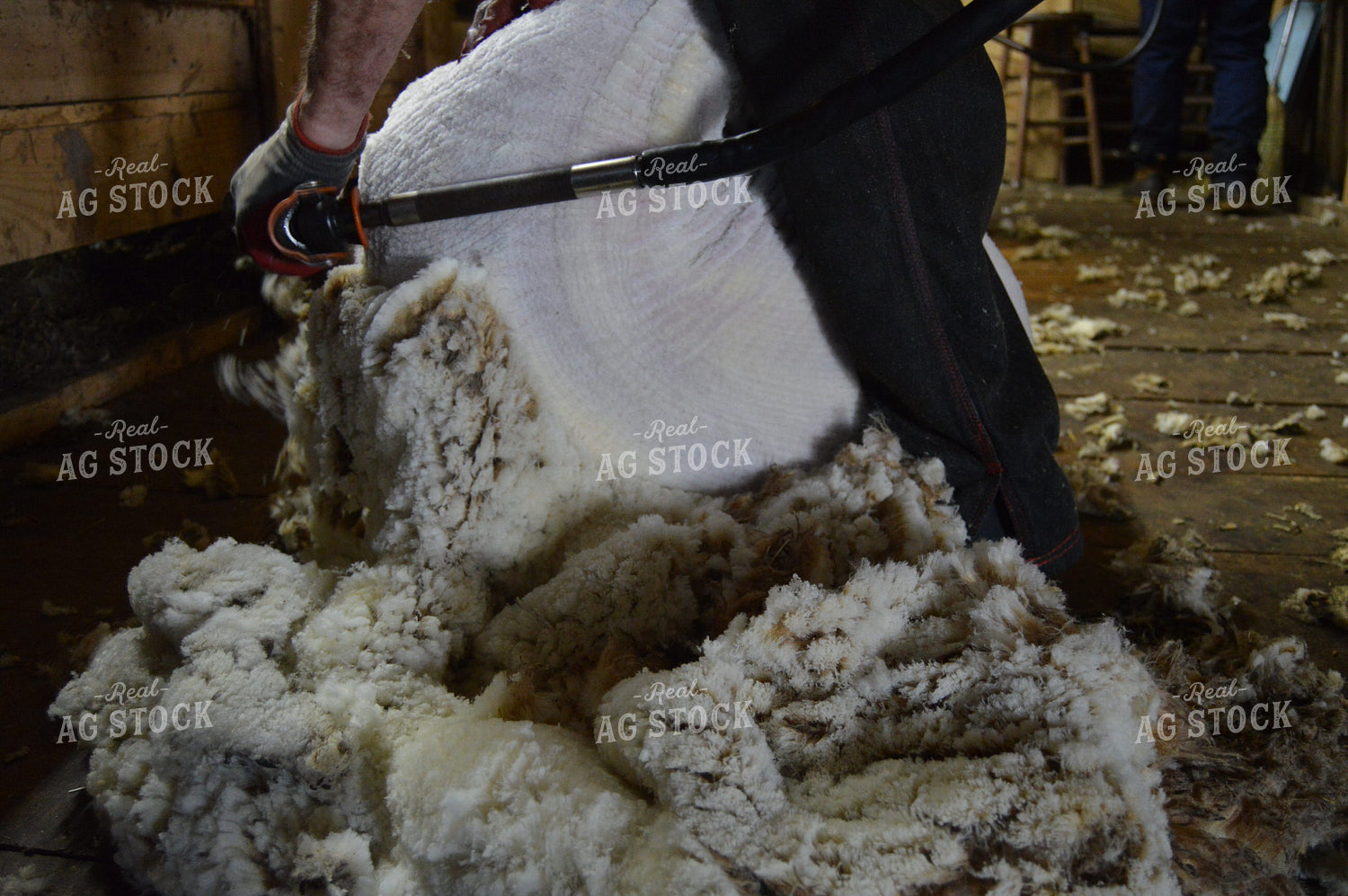 Farmer Shearing Sheep 164006