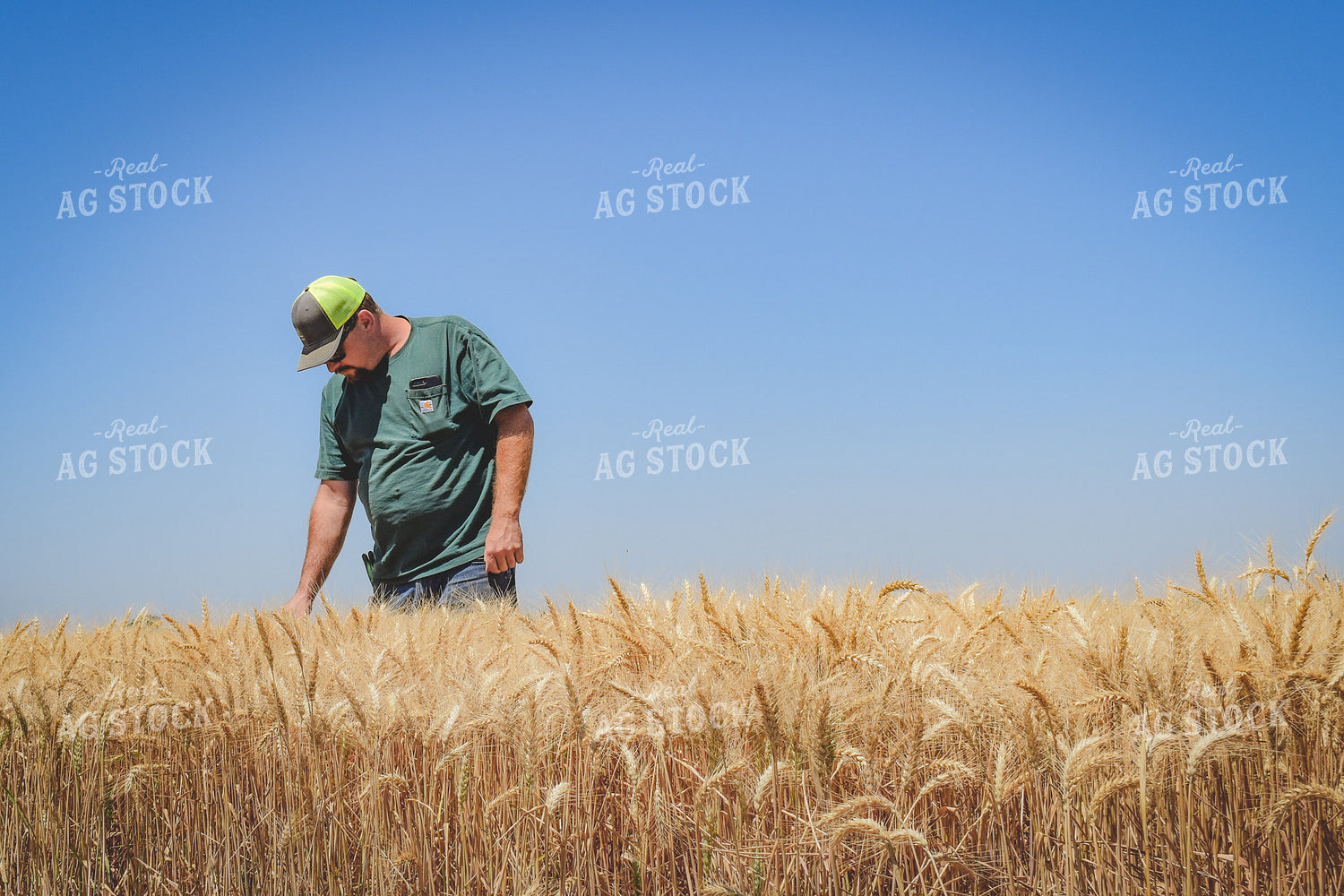 Farmer in Wheat Field 56045
