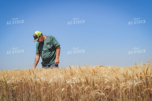 Farmer in Wheat Field 56045
