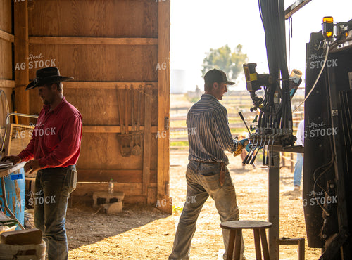 Ranchers Working Cattle 212148