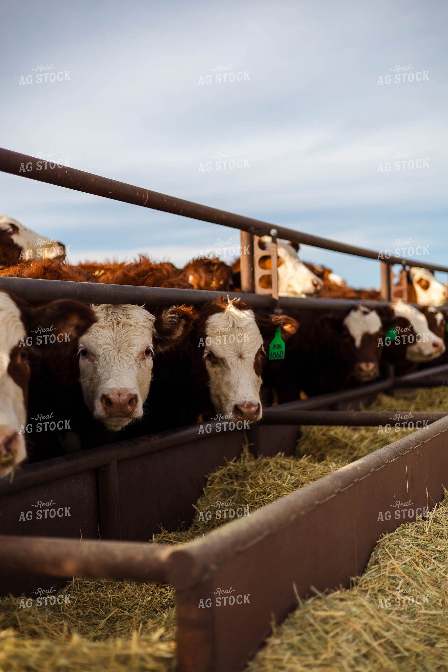 Cattle at Feed Bunk 97263