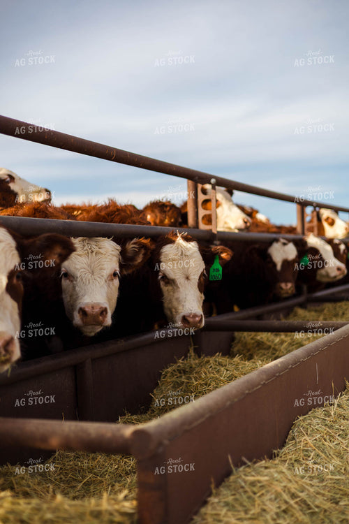 Cattle at Feed Bunk 97263