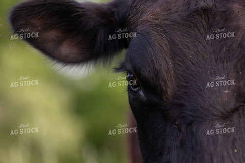 Angus Cow Head Close Up 52390