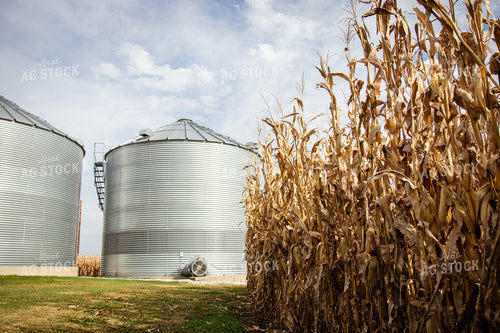 Bins By Dried Corn Field 268172