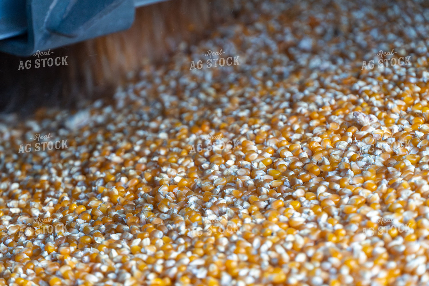 Dumping Popcorn into Auger 65522