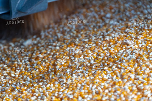Dumping Popcorn into Auger 65522