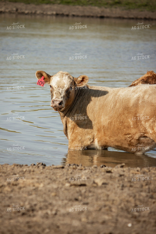 Charolais Cattle 155045