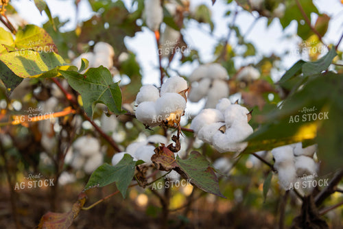 Cotton 79409