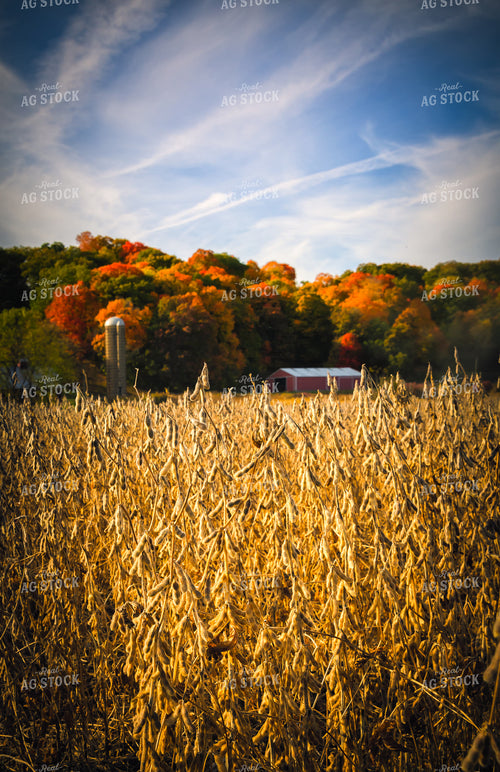 Dried Soybeans in Field 153022