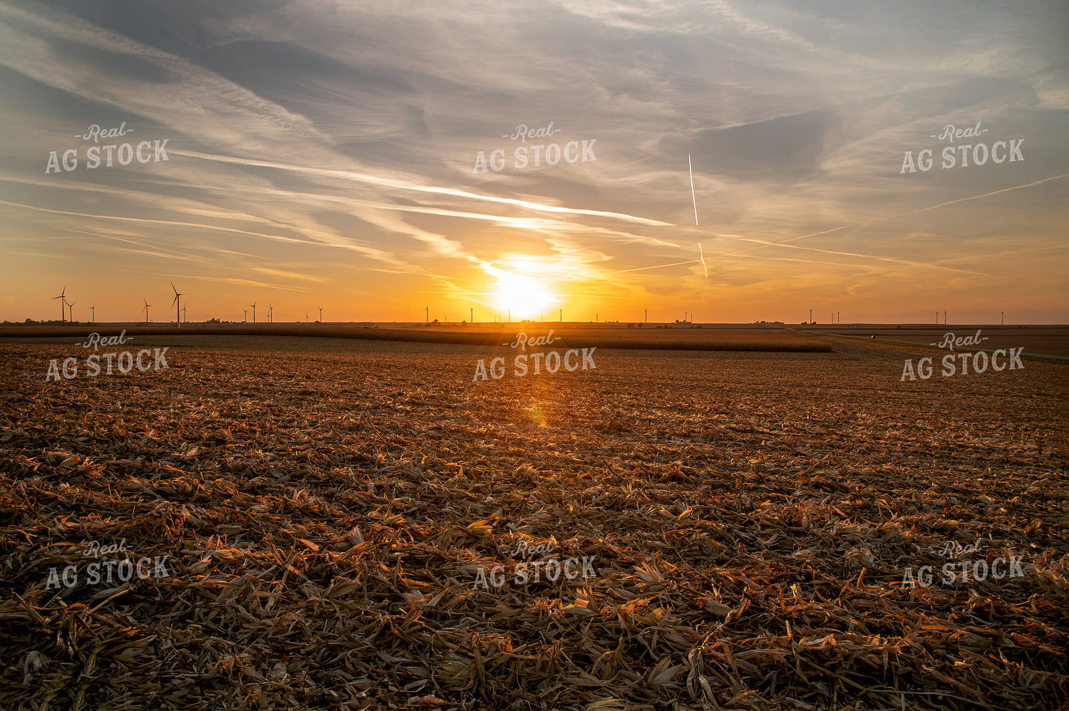 Sunset over Partially Harvested Corn Field 25845