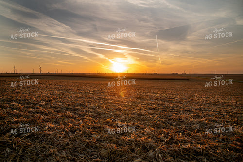 Sunset over Partially Harvested Corn Field 25845