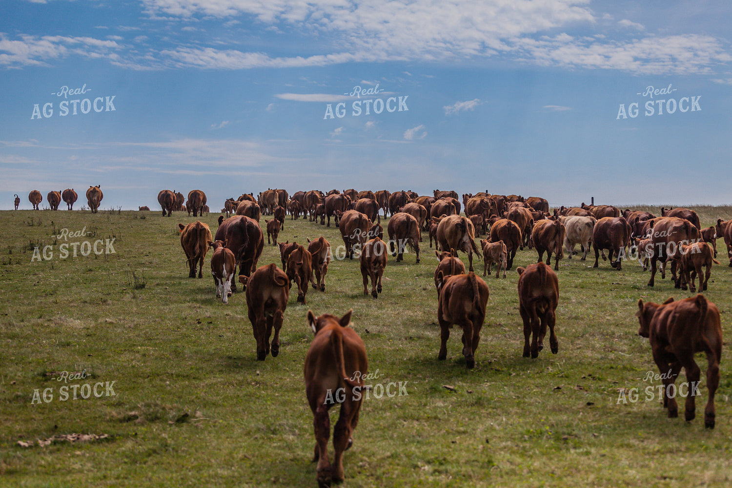 Cattle on the Move Through Pasture 138008