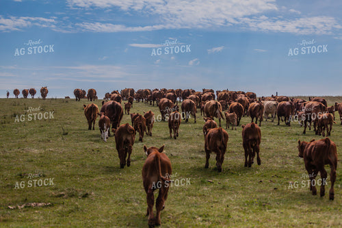 Cattle on the Move Through Pasture 138008