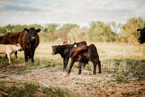Cow Calf Pairs on Pasture 196304
