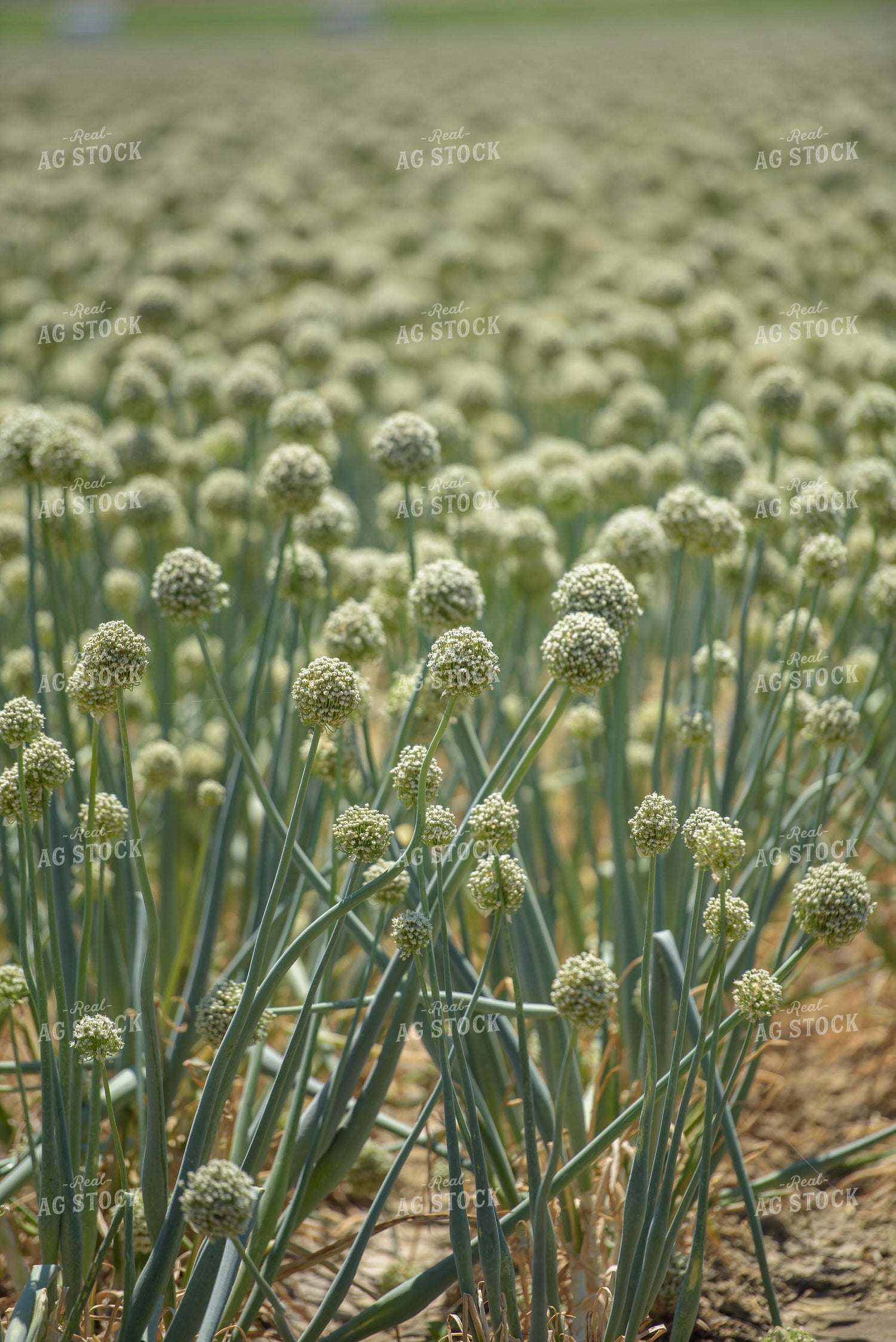 Commercial Onion Seed Flowering 57007