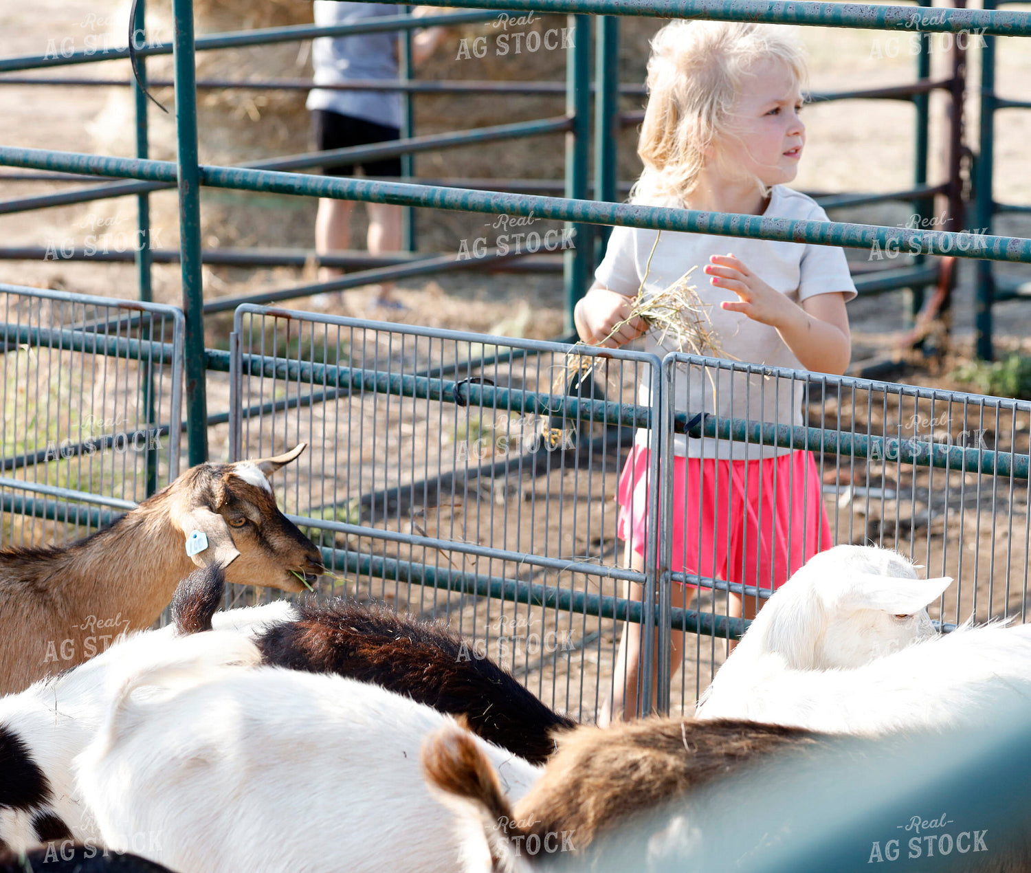 Farm Kid Feeding Goats 141686