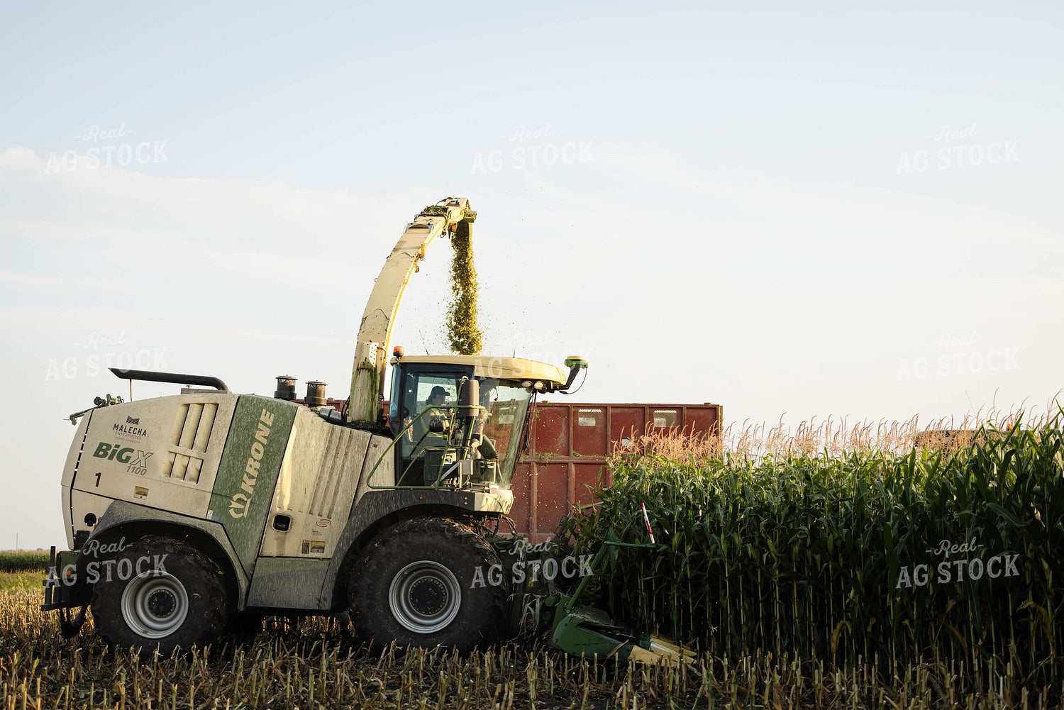 Chopping Corn Silage 152958