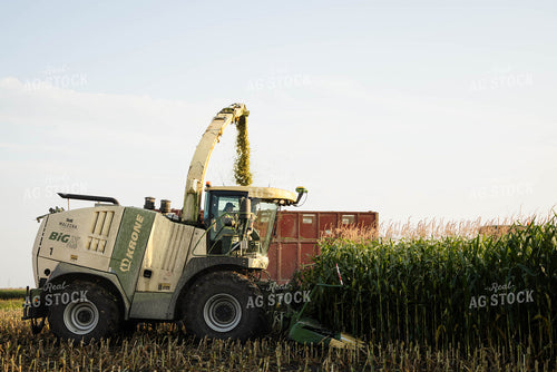 Chopping Corn Silage 152958