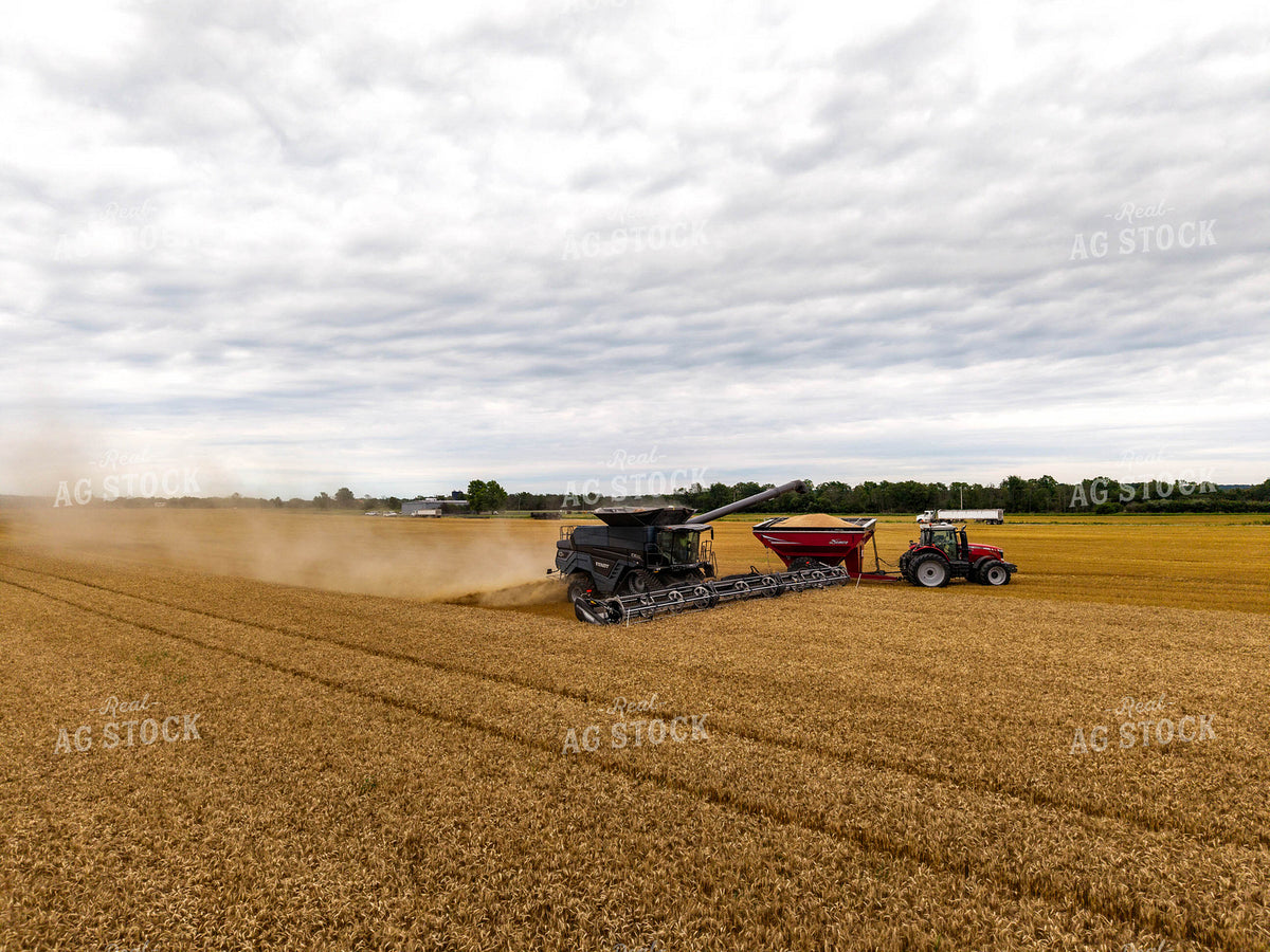 Wheat Harvest 115973
