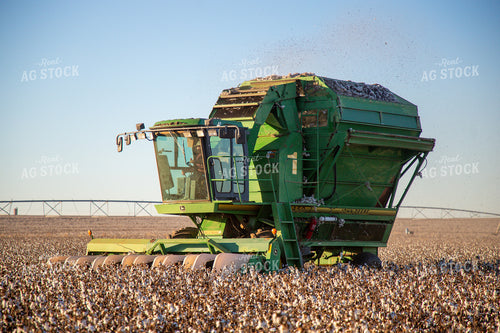 Cotton Harvest 208118