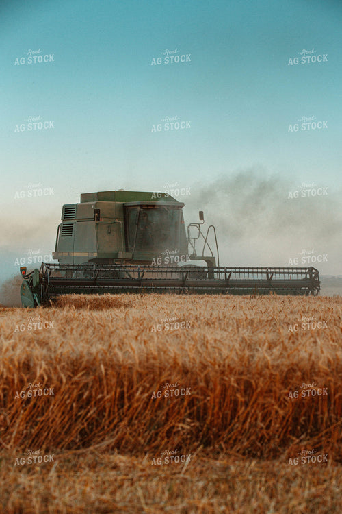 Wheat Harvest 81083