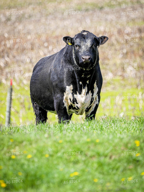Bull 160023