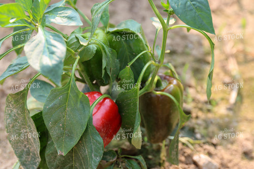 Peppers 52304