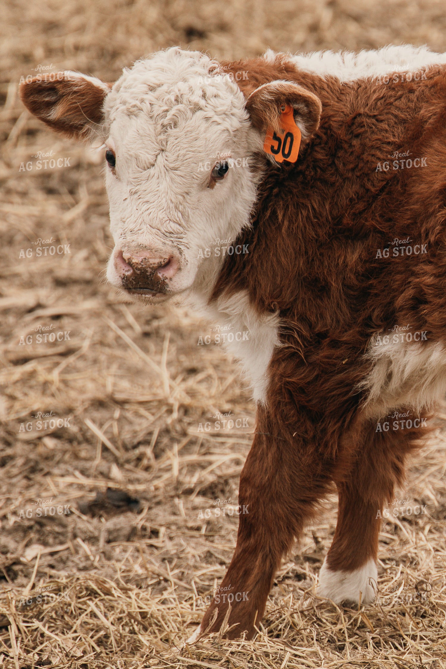 Calf 194045