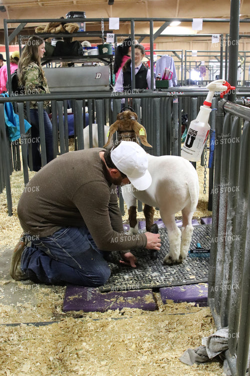 Showing Goats 102056