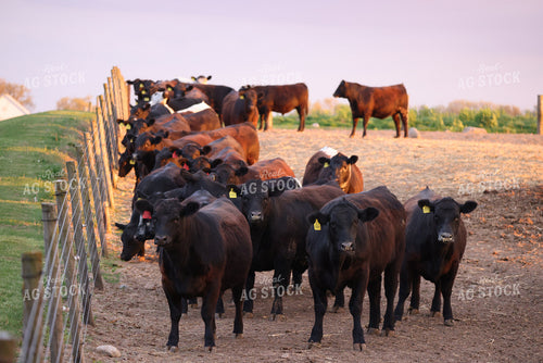 Cattle in Pen 160314
