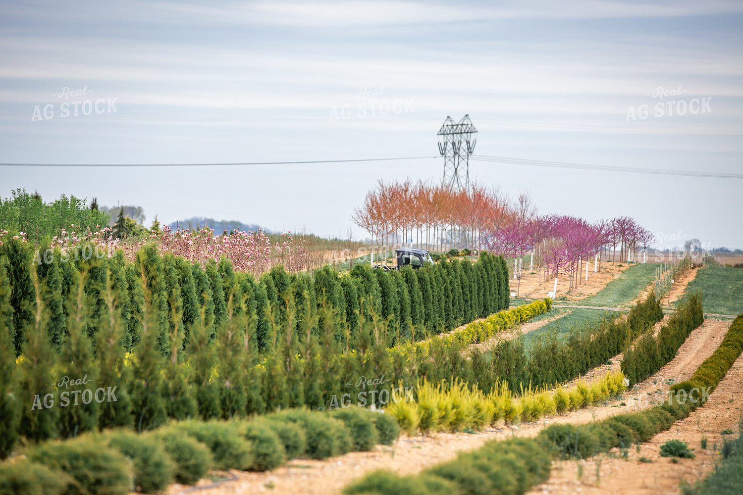 Tree Nursery 270488