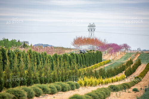 Tree Nursery 270488