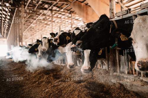 Holstein Cattle in Open Air Barn 152252