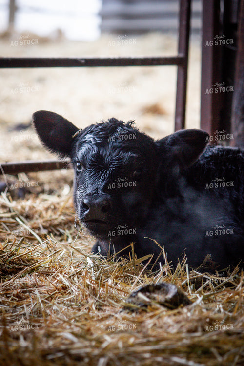 Angus Cattle 155028