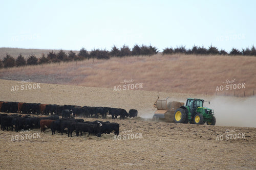 Feeding Out Hay to Cattle 82203