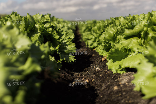 Iceberg Lettuce Field 7348