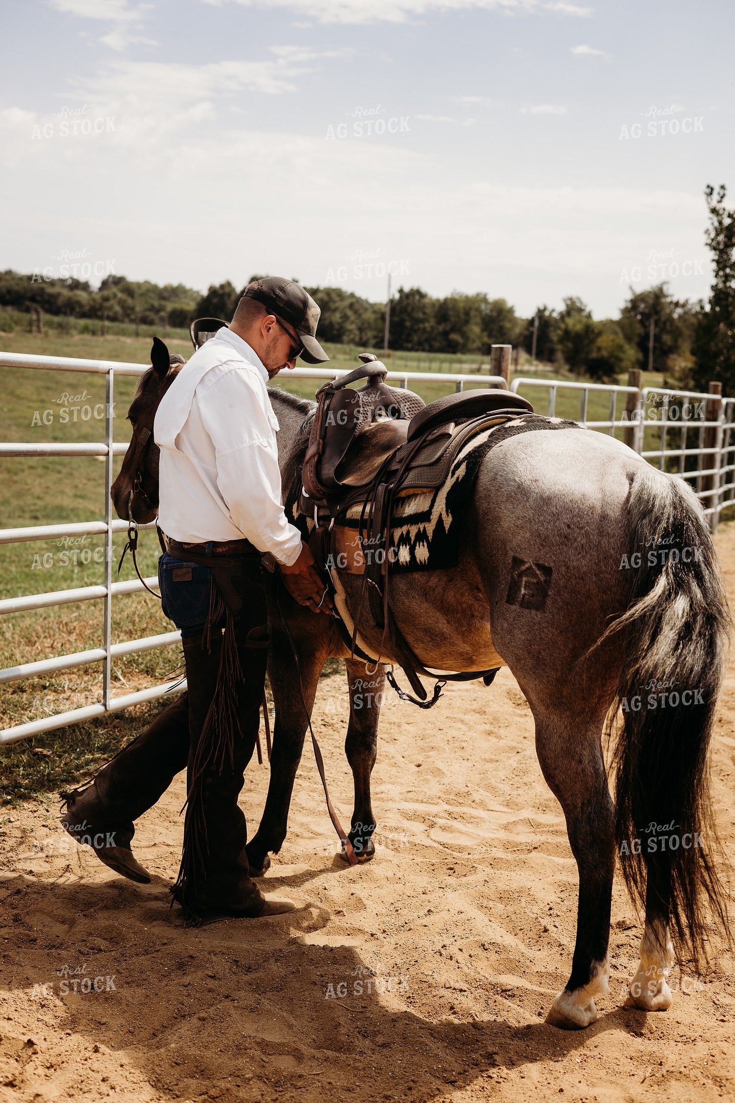 Saddling Horse 281088