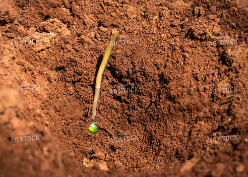 Scouting Emergence 128096