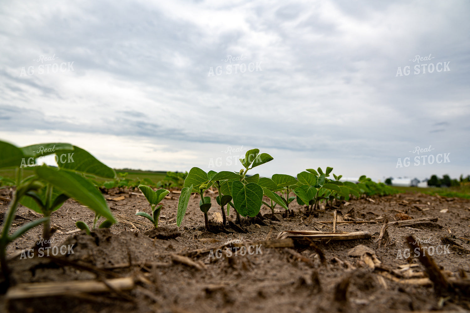 Early Growth Soybeans 302050